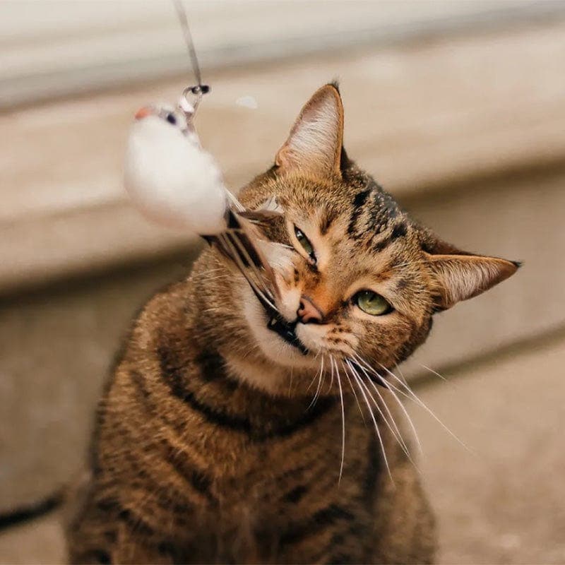 🔥Last Day Buy 1 Get 1 Free $14.99 Each🔥Interactive Bird Simulation Cat Toy Set